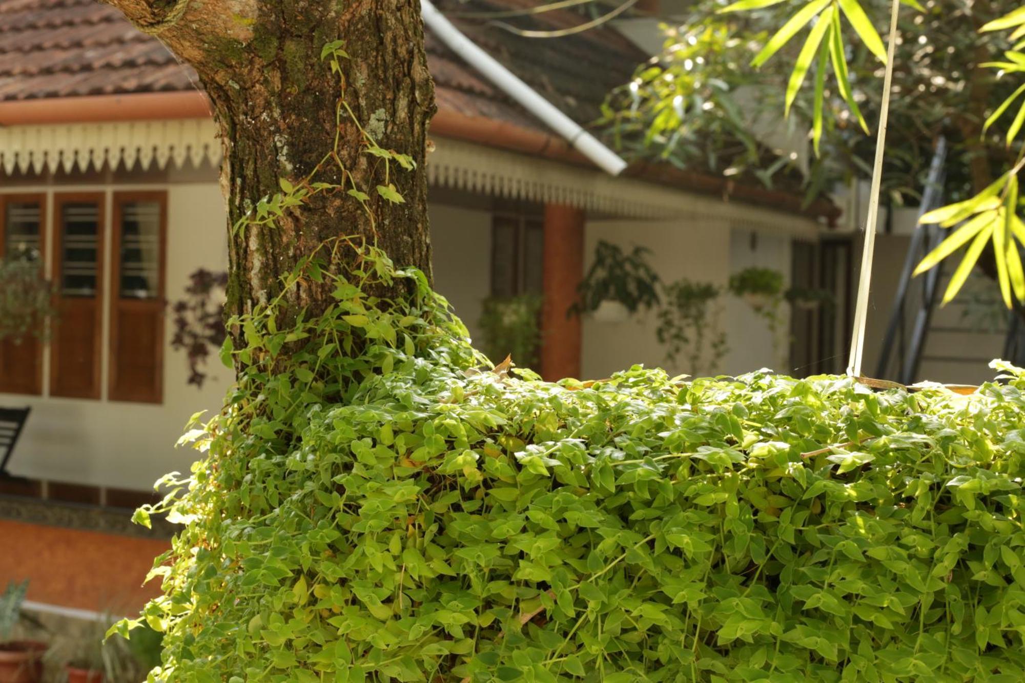 Mi Casa Tu Casa Homestay Kochi Kültér fotó